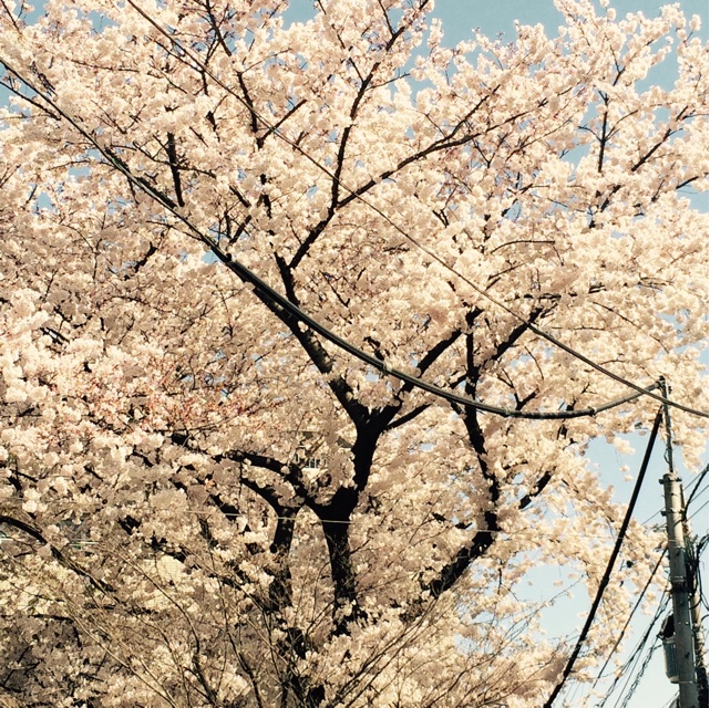 f:id:konagona1050:20150331152532j:plain f:id:konagona1050:20150331152532j:plain