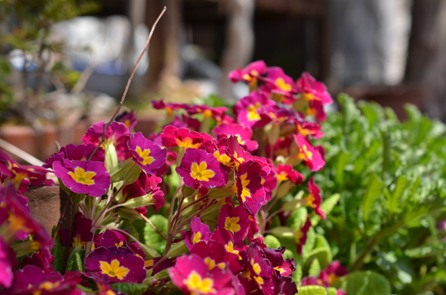 f:id:konakona51:20160417184136j:plain f:id:konakona51:20160417184136j:plain