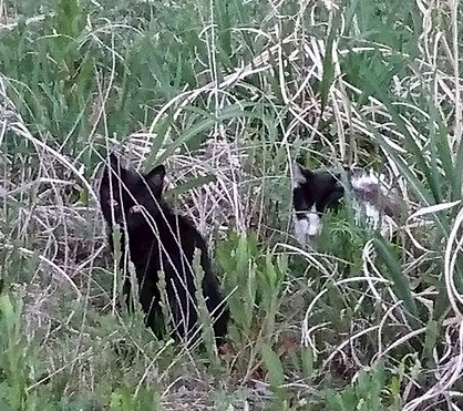 f:id:konakona51:20160517181713j:plain f:id:konakona51:20160517181713j:plain