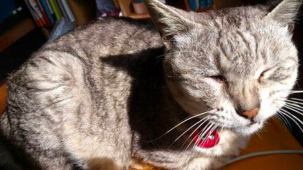 f:id:konayuki358:20160418205705p:plain