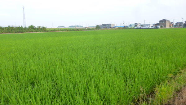 f:id:konoha09:20120813064945j:image f:id:konoha09:20120813064945j:image