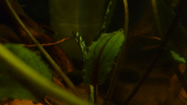 f:id:konoha09:20120912184427j:image f:id:konoha09:20120912184427j:image