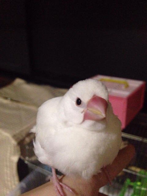 f:id:koretto-19970718:20150323203623j:plain f:id:koretto-19970718:20150323203623j:plain
