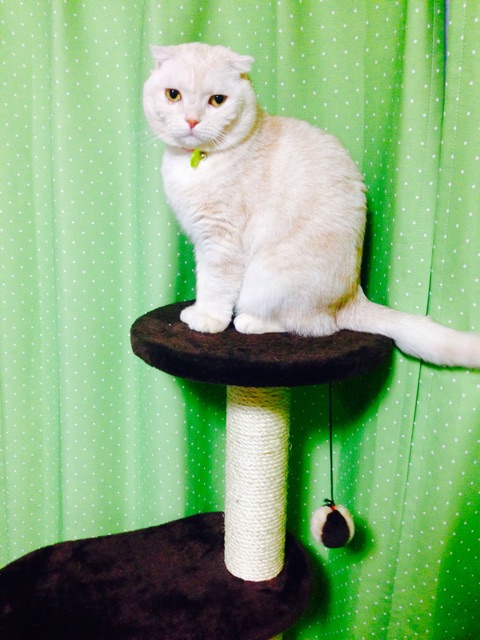 f:id:koro6163:20150307091508j:plain f:id:koro6163:20150307091508j:plain
