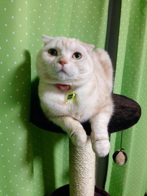 f:id:koro6163:20150307091740j:plain f:id:koro6163:20150307091740j:plain