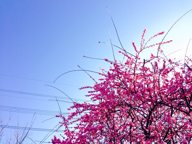 f:id:koro6163:20150307092545j:plain f:id:koro6163:20150307092545j:plain