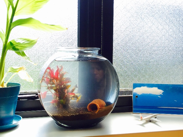 f:id:koro6163:20150614201440j:image f:id:koro6163:20150614201440j:image