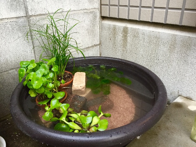 f:id:koro6163:20150614202143j:image f:id:koro6163:20150614202143j:image