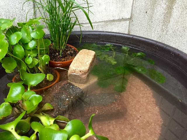 f:id:koro6163:20150614202213j:image f:id:koro6163:20150614202213j:image