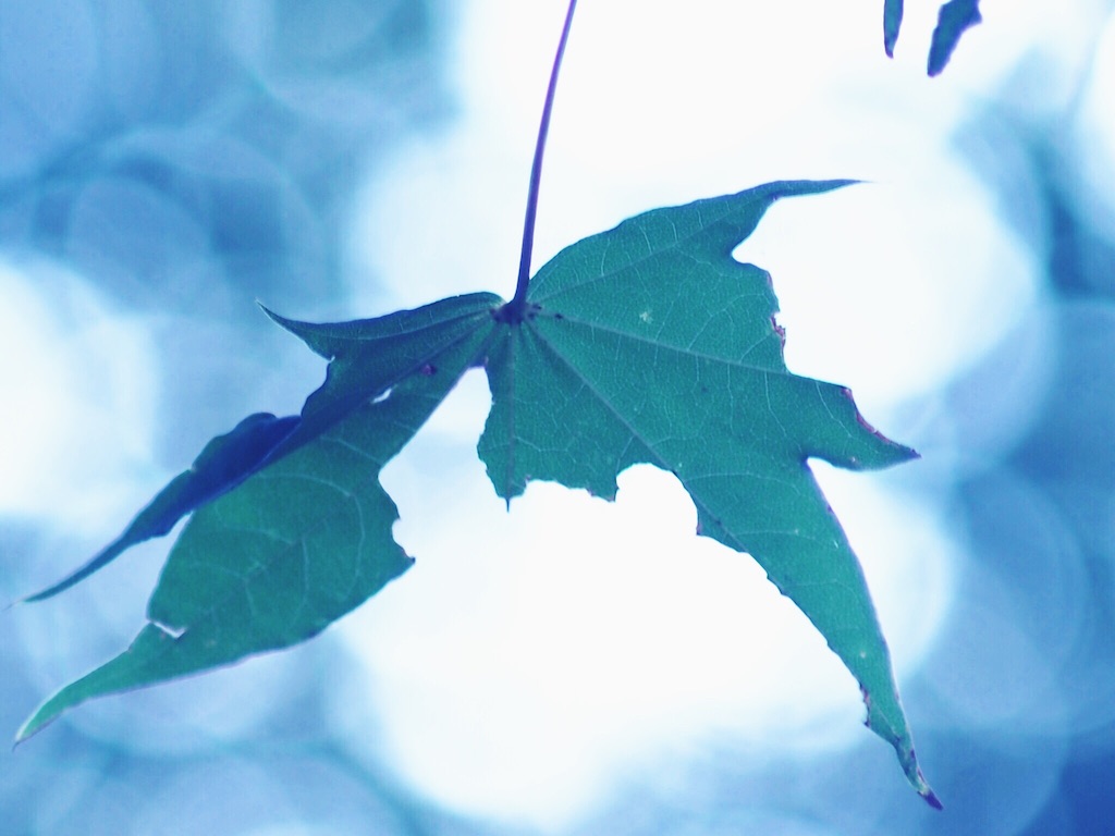 f:id:korokoro-nekochan:20150908121838j:image f:id:korokoro-nekochan:20150908121838j:image