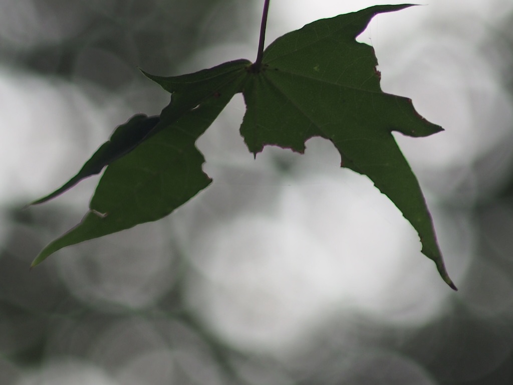 f:id:korokoro-nekochan:20150908121857j:image f:id:korokoro-nekochan:20150908121857j:image