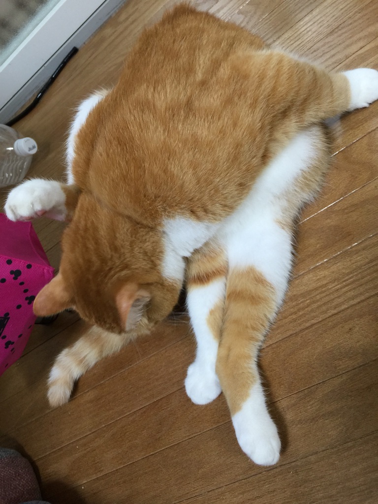 f:id:korokoro-nekochan:20150911214737j:image f:id:korokoro-nekochan:20150911214737j:image
