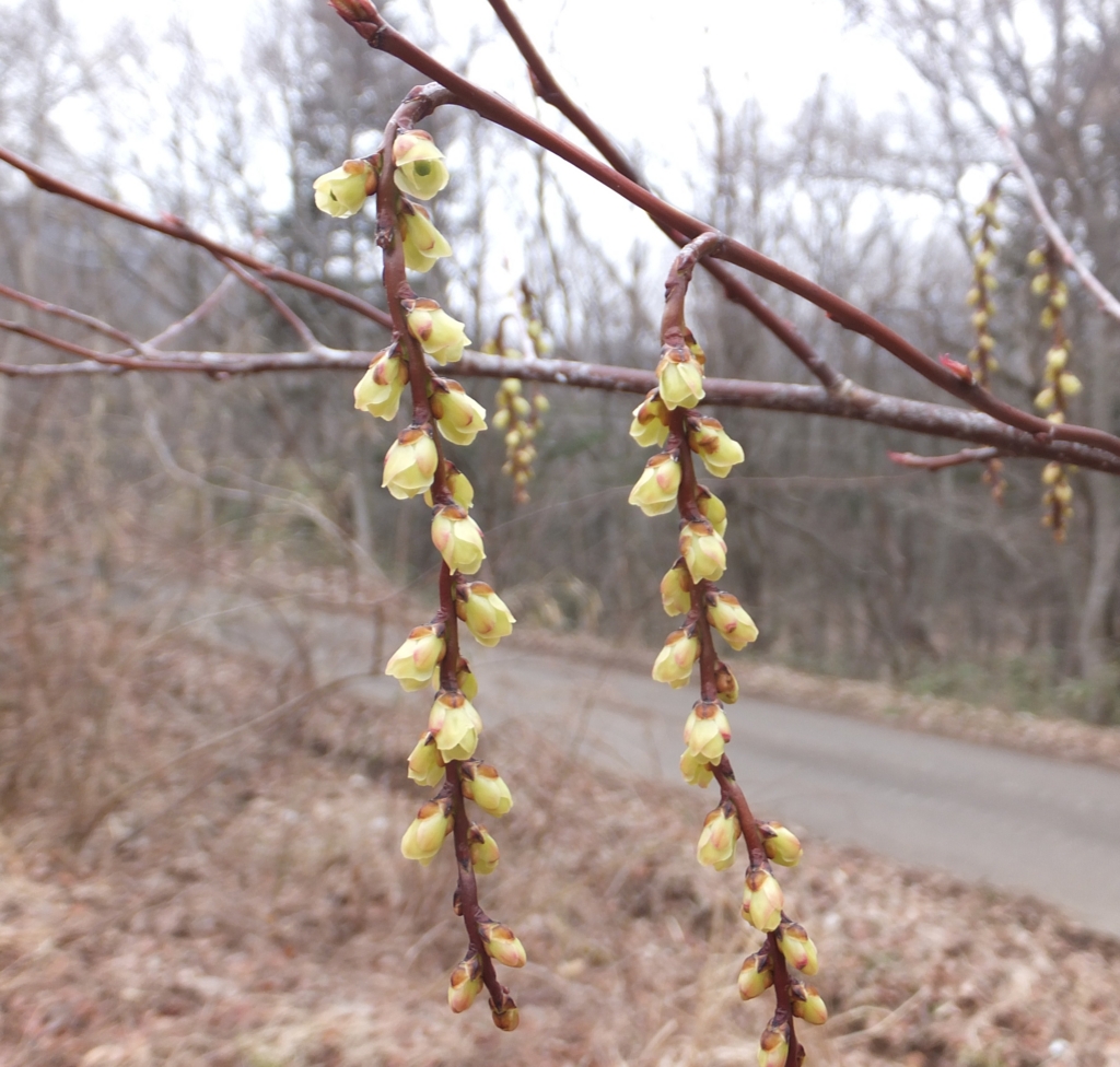 f:id:koromokku:20160325222858j:plain