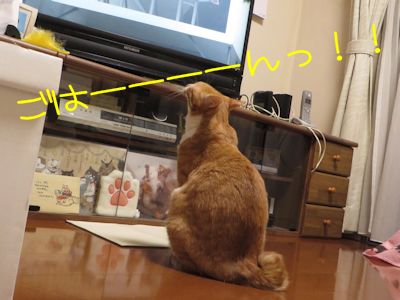 f:id:koronya:20170621193530j:image f:id:koronya:20170621193530j:image