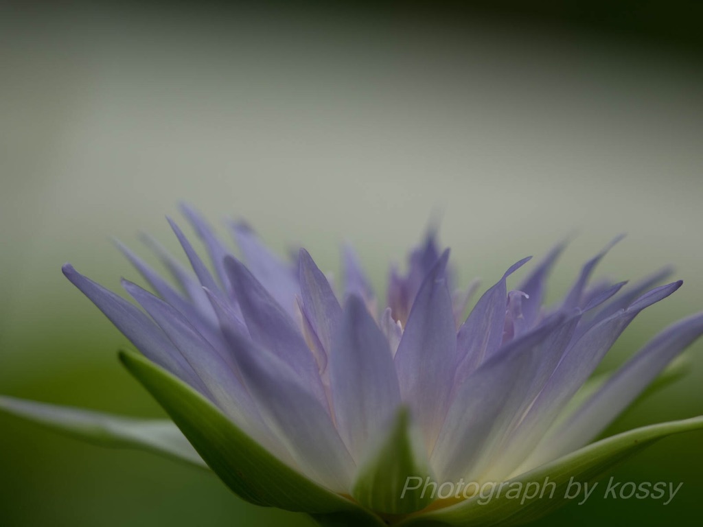 f:id:kossyankun:20150819121019j:image f:id:kossyankun:20150819121019j:image