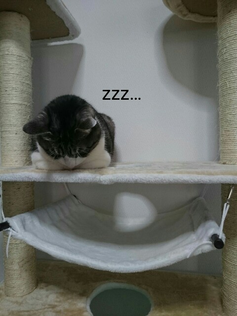 f:id:kotaro-nyan:20160315093504j:image