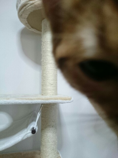 f:id:kotaro-nyan:20160315093557j:image