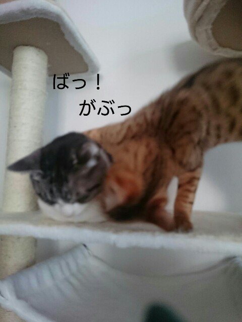 f:id:kotaro-nyan:20160315094257j:image