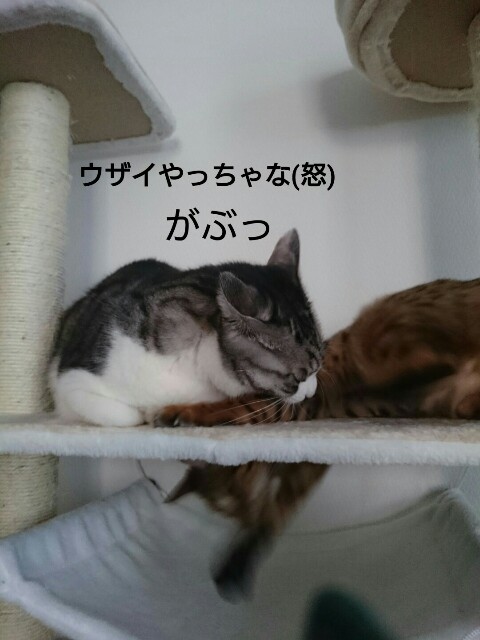 f:id:kotaro-nyan:20160315094339j:image