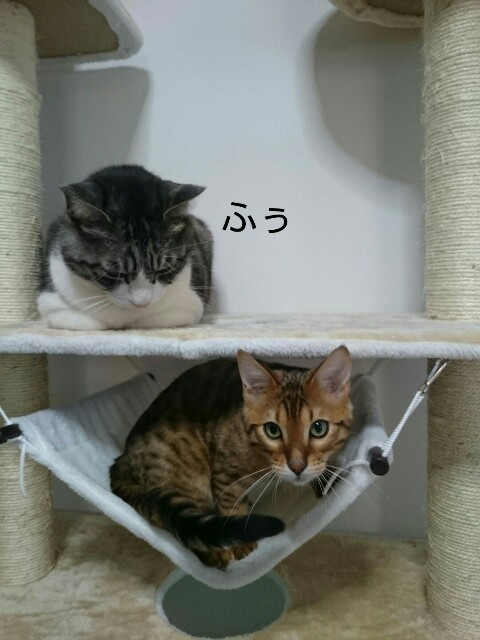 f:id:kotaro-nyan:20160315094351j:image