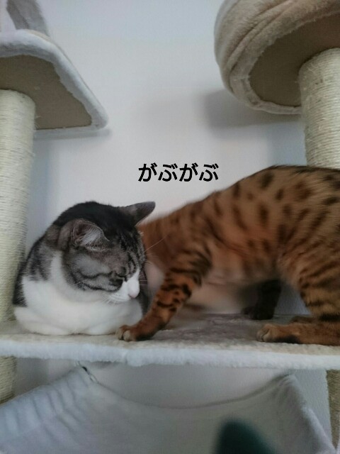 f:id:kotaro-nyan:20160315094636j:image