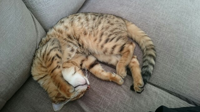 f:id:kotaro-nyan:20160318174826j:image