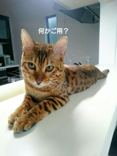 f:id:kotaro-nyan:20160321110819j:image