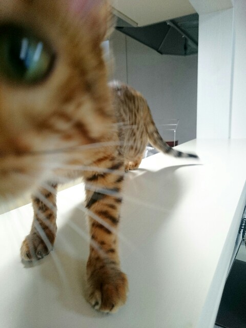 f:id:kotaro-nyan:20160321110826j:image