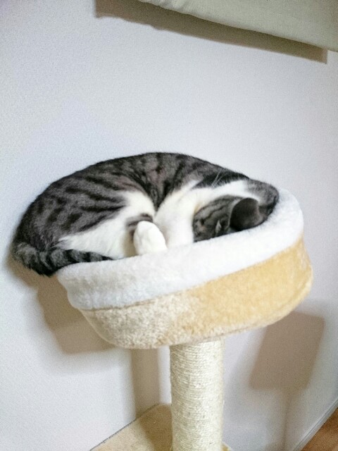 f:id:kotaro-nyan:20160325084608j:image