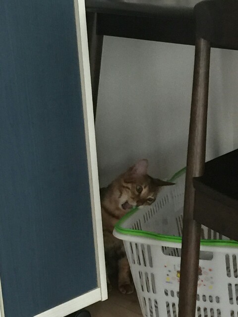 f:id:kotaro-nyan:20160326015116j:image