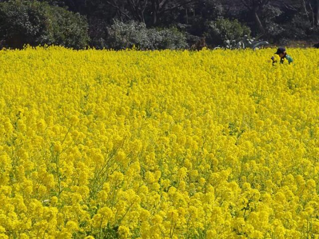 f:id:kotonoha13:20150324024637j:plain