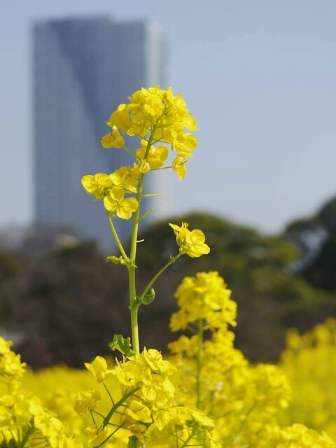 f:id:kotonoha13:20150324024648j:plain