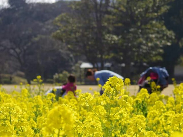 f:id:kotonoha13:20150324024655j:plain