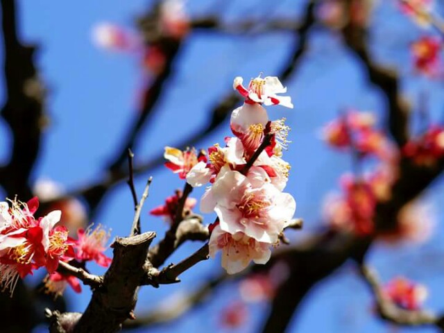 f:id:kotonoha13:20150324024806j:plain