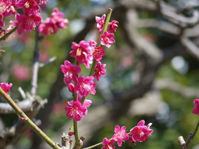 f:id:kotonoha13:20150324024815j:plain