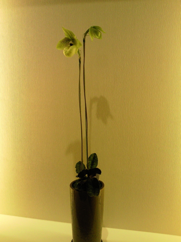 f:id:kotori11:20130226154600j:plain f:id:kotori11:20130226154600j:plain