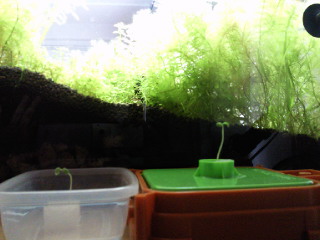 f:id:kotori11:20130606100900j:plain f:id:kotori11:20130606100900j:plain