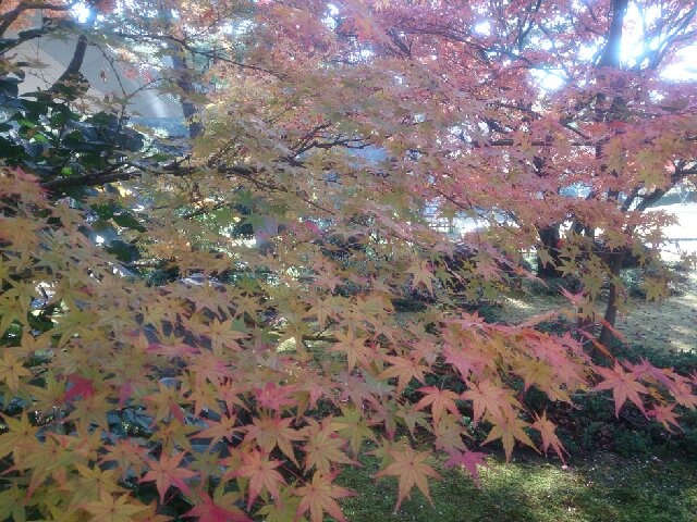 f:id:kotori11:20131124205904j:plain f:id:kotori11:20131124205904j:plain