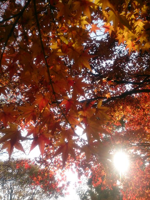 f:id:kotori11:20131124205912j:plain f:id:kotori11:20131124205912j:plain