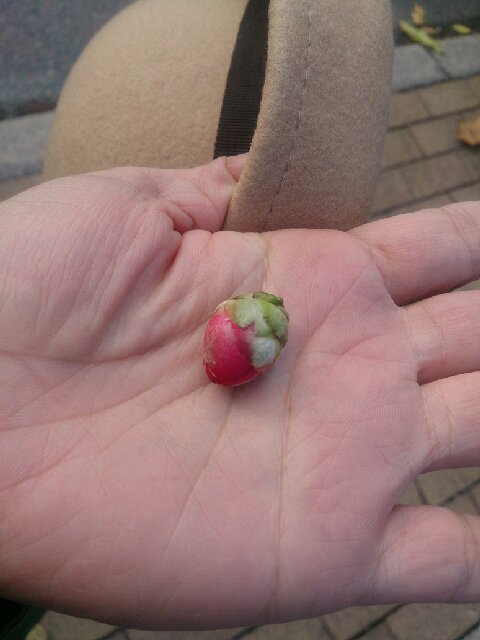 f:id:kotori11:20131129162716j:plain f:id:kotori11:20131129162716j:plain
