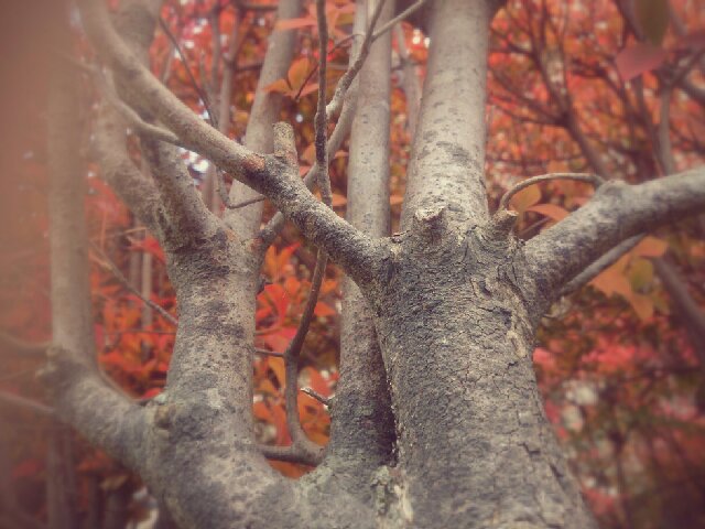 f:id:kotori11:20131129163146j:plain f:id:kotori11:20131129163146j:plain