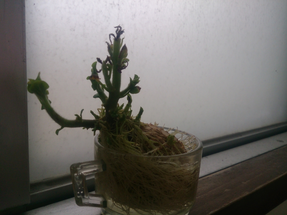 f:id:kotori11:20140923090636j:plain f:id:kotori11:20140923090636j:plain