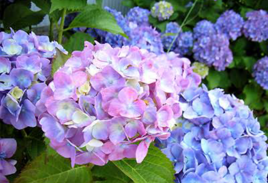 f:id:kotorikorokoro:20160608002914p:plain f:id:kotorikorokoro:20160608002914p:plain