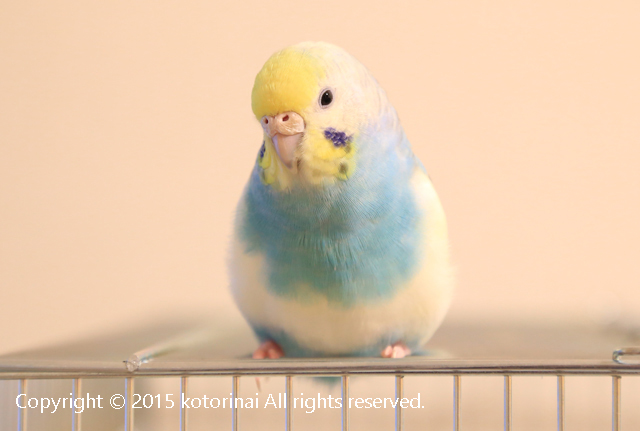 f:id:kotorinai:20151010221103j:plain f:id:kotorinai:20151010221103j:plain