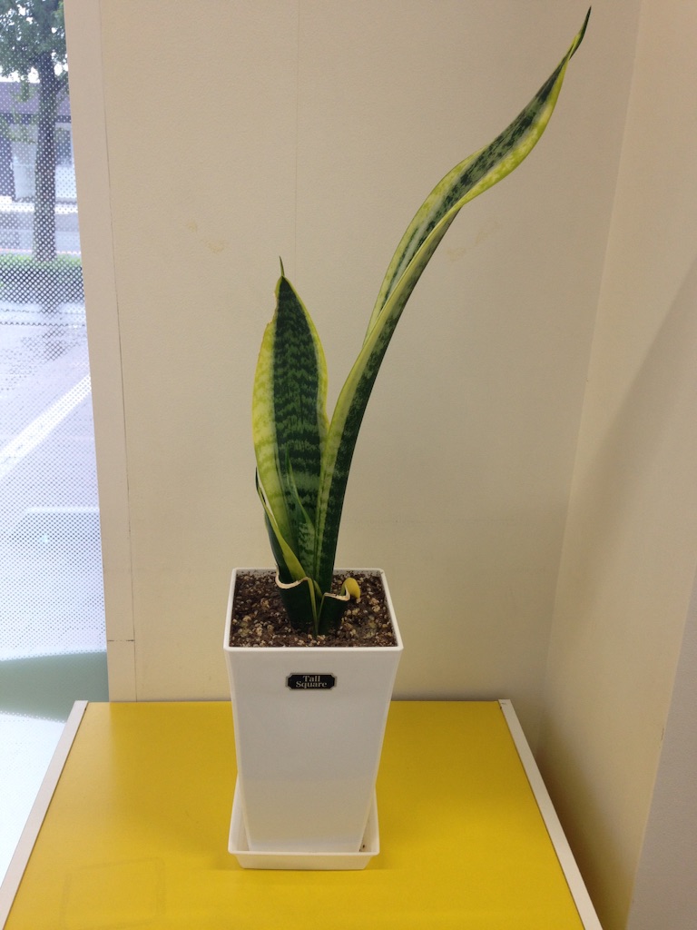 f:id:kouneikai:20150925181203j:image f:id:kouneikai:20150925181203j:image