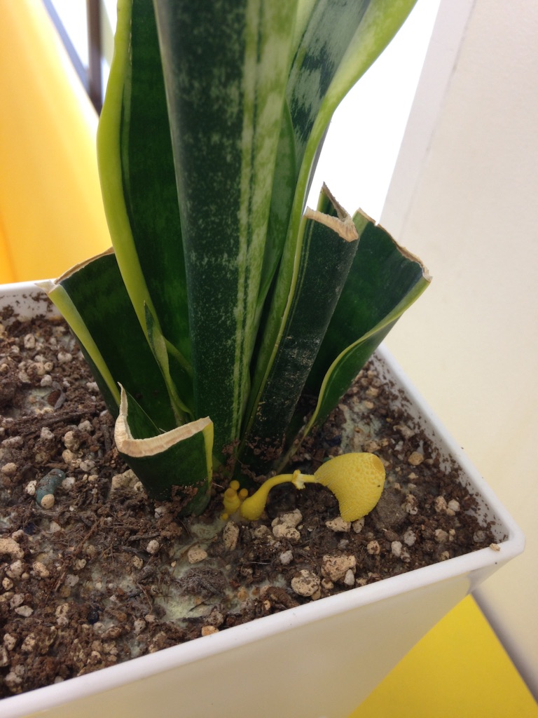 f:id:kouneikai:20150925181736j:image f:id:kouneikai:20150925181736j:image