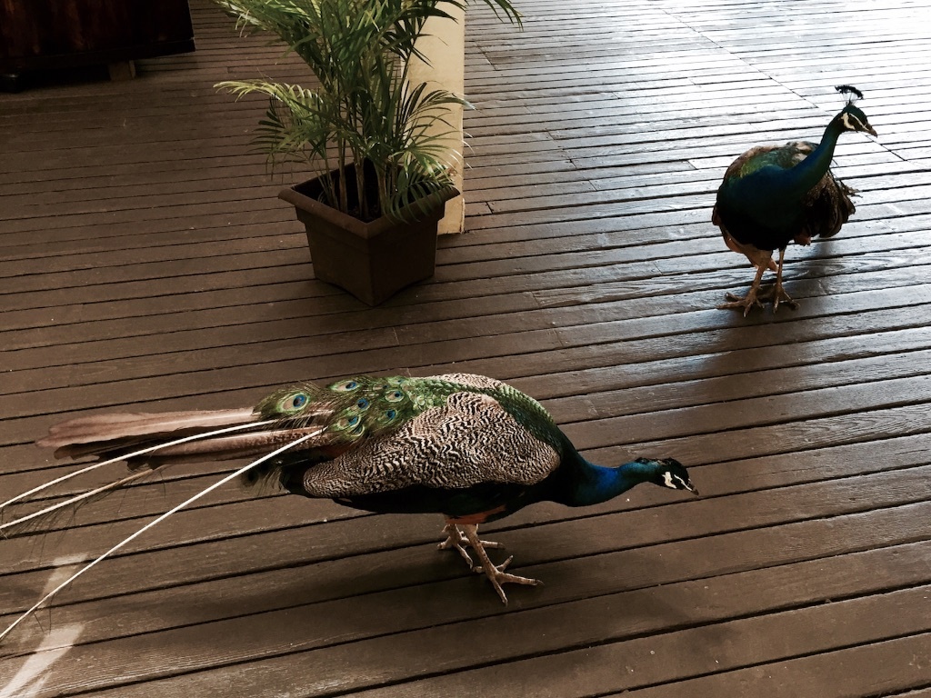 f:id:kowagari:20150802172130j:image f:id:kowagari:20150802172130j:image