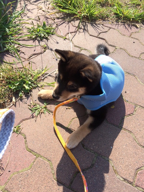 f:id:kowalski22:20150617222436j:image f:id:kowalski22:20150617222436j:image