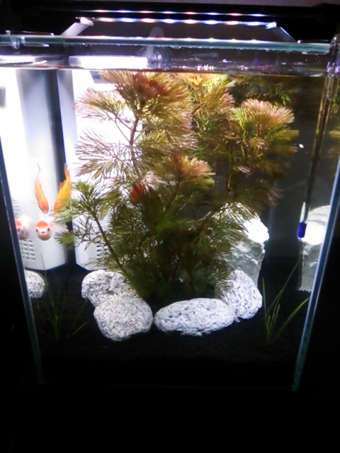 f:id:kowappa0228:20150909041720j:plain f:id:kowappa0228:20150909041720j:plain