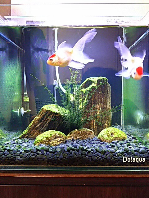 f:id:kowappa0228:20151231000150j:image f:id:kowappa0228:20151231000150j:image